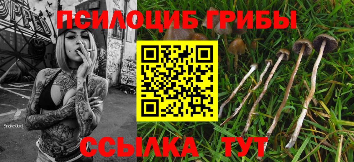 Галлюциногенные грибы Cubensis  купить наркотики сайты  Алушта 